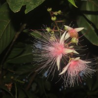 Barringtonia racemosa (L.) Spreng.